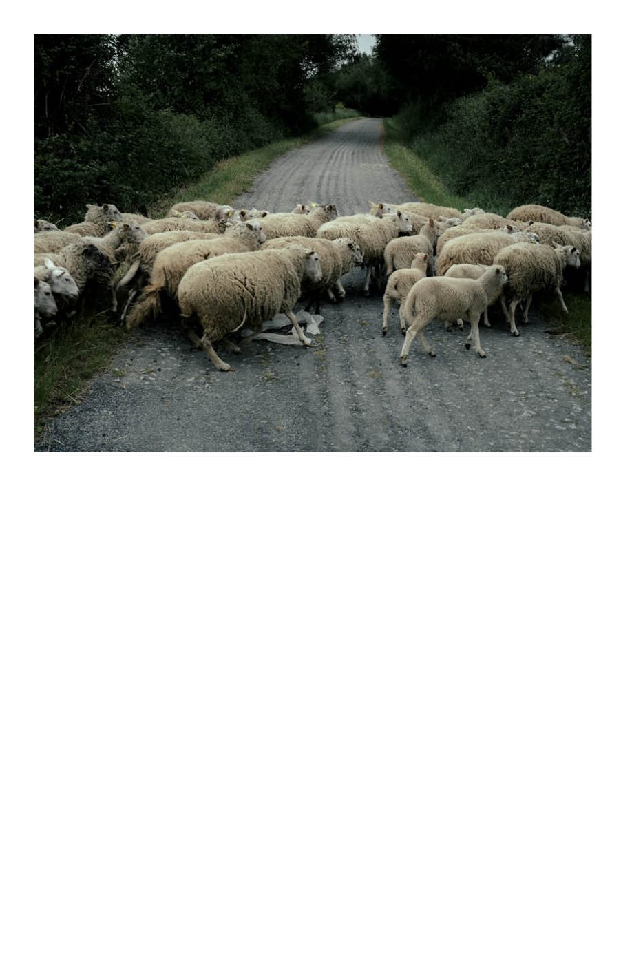 Phree - AAFF _LUMES _interior64