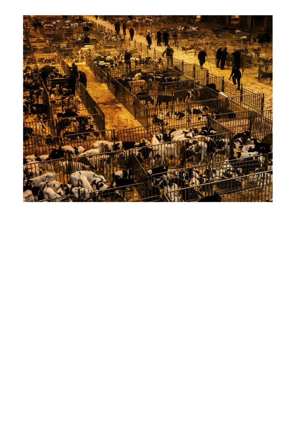 Phree - AAFF _LUMES _interior71